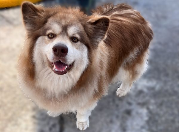 Mid Missouri Malamute Rescue Dba Decators Place