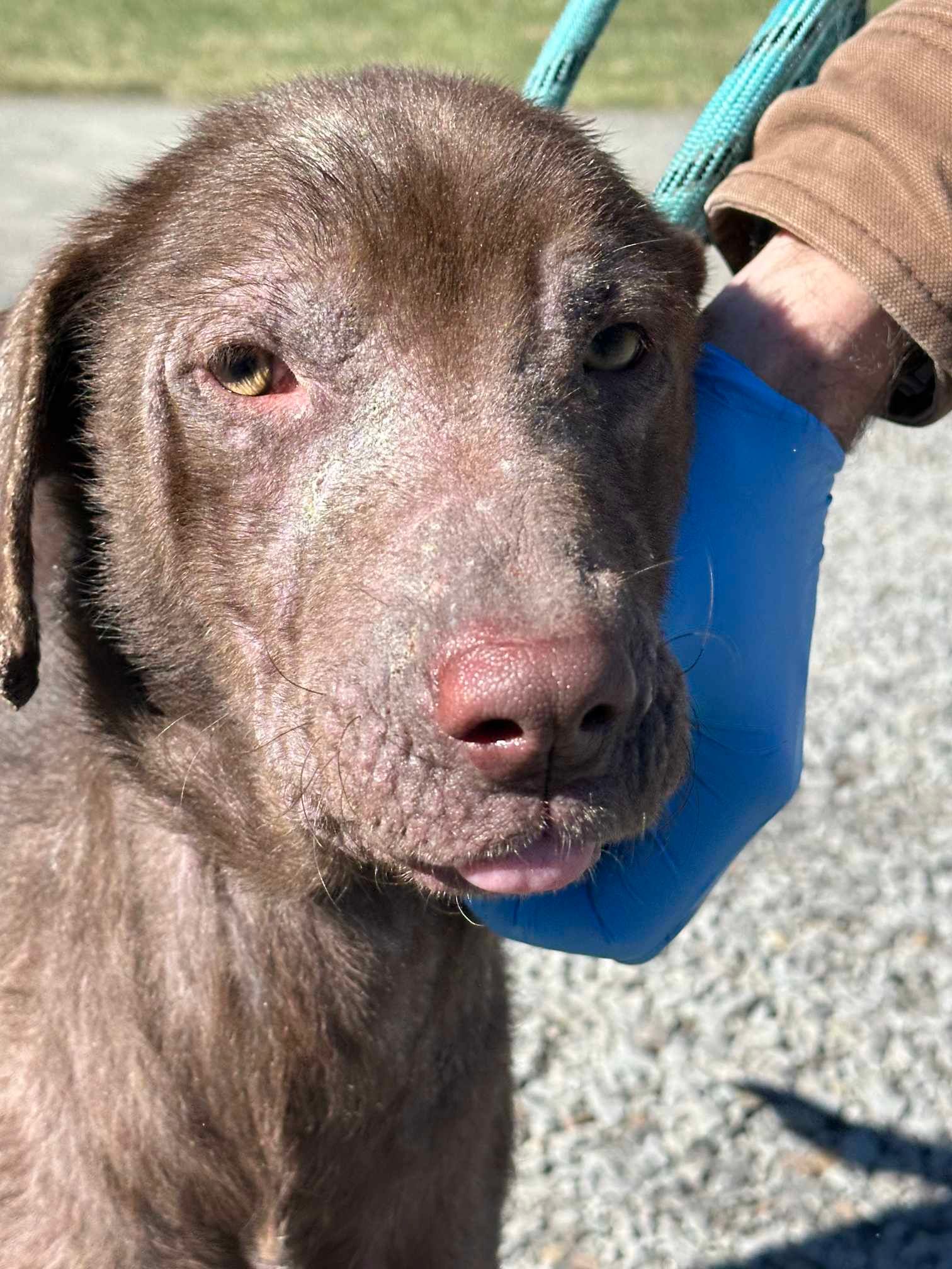 Soaring Hope Animal Rescue Partners, Inc