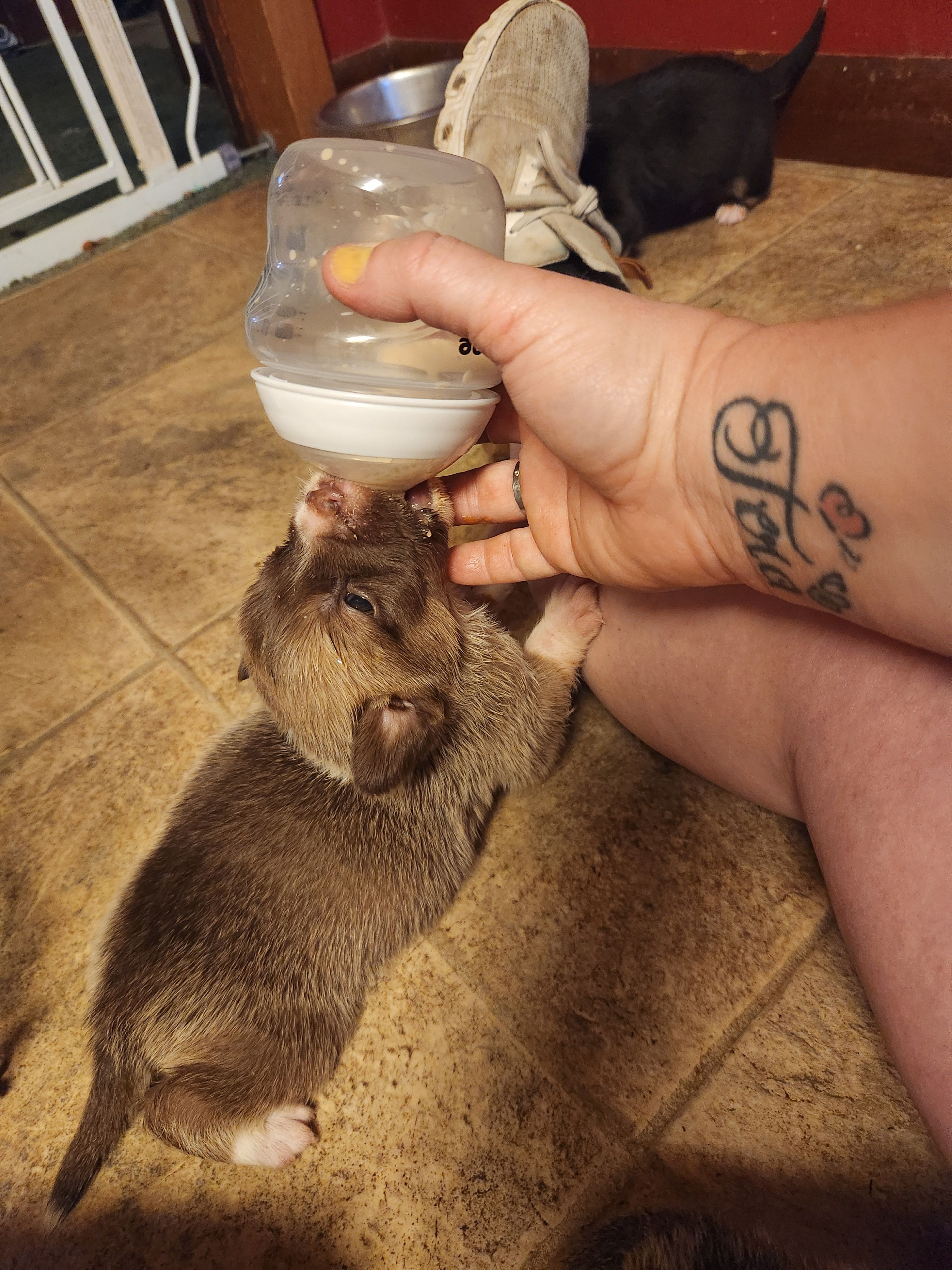 Soaring Hope Animal Rescue Partners, Inc