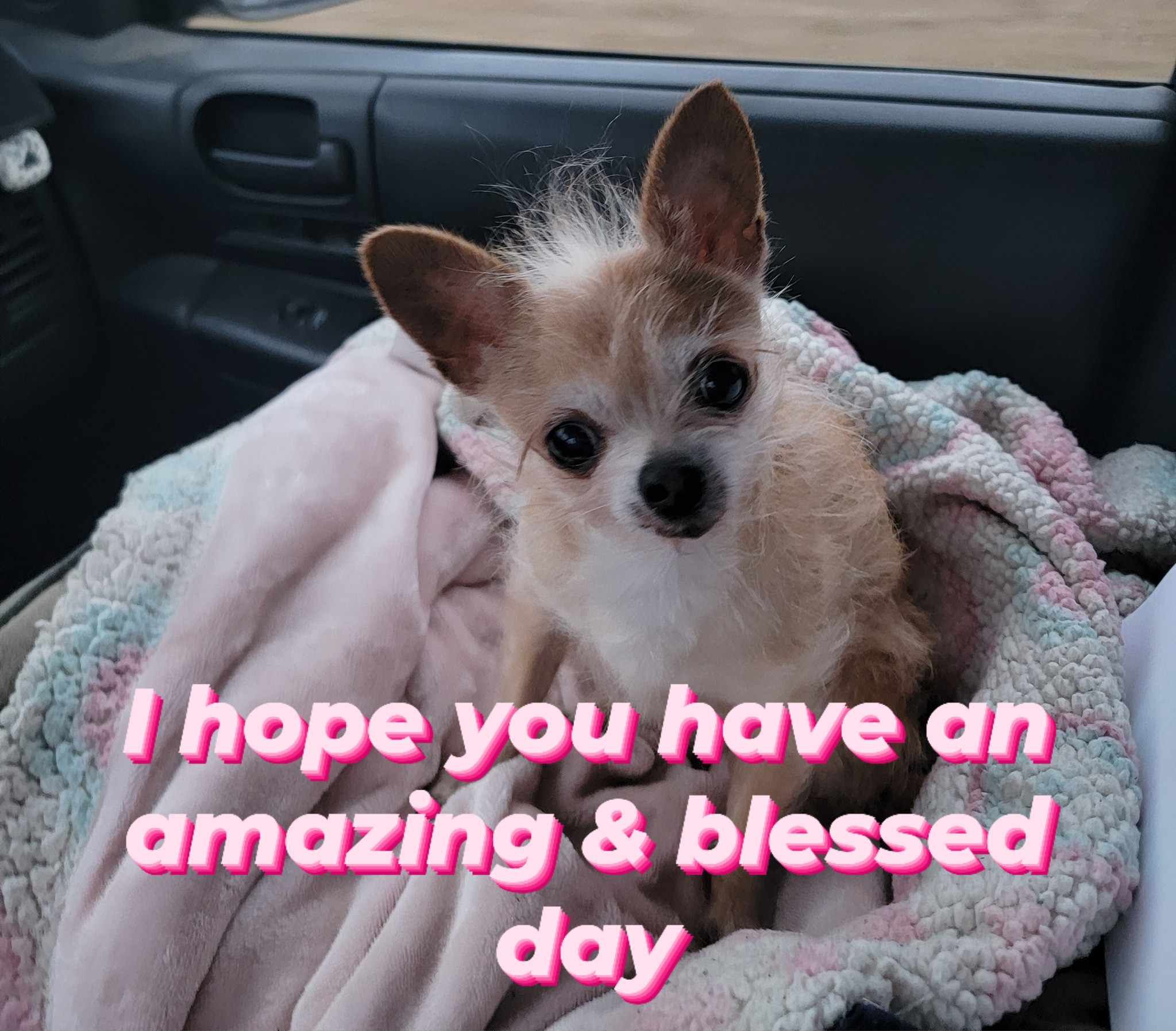 Food Four Paws Pet Pantry Inc