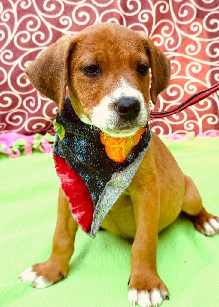 Brantley Animal Rescue Coalition, Inc.