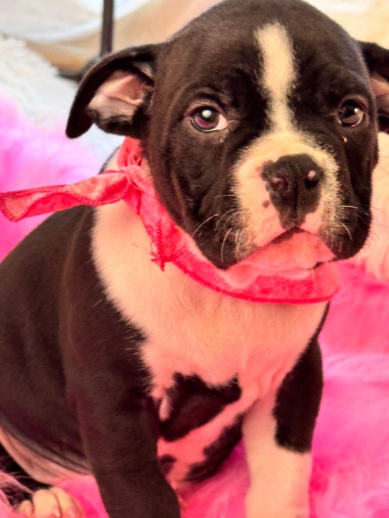 Brantley Animal Rescue Coalition, Inc.