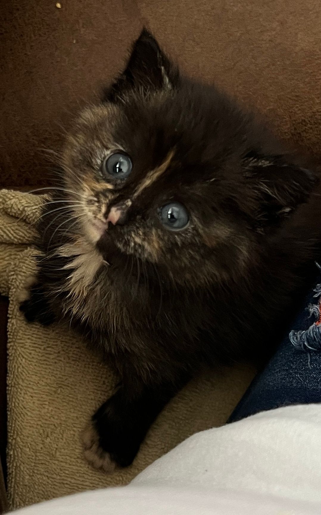 Heidi’s Furry Friends Rescue Inc