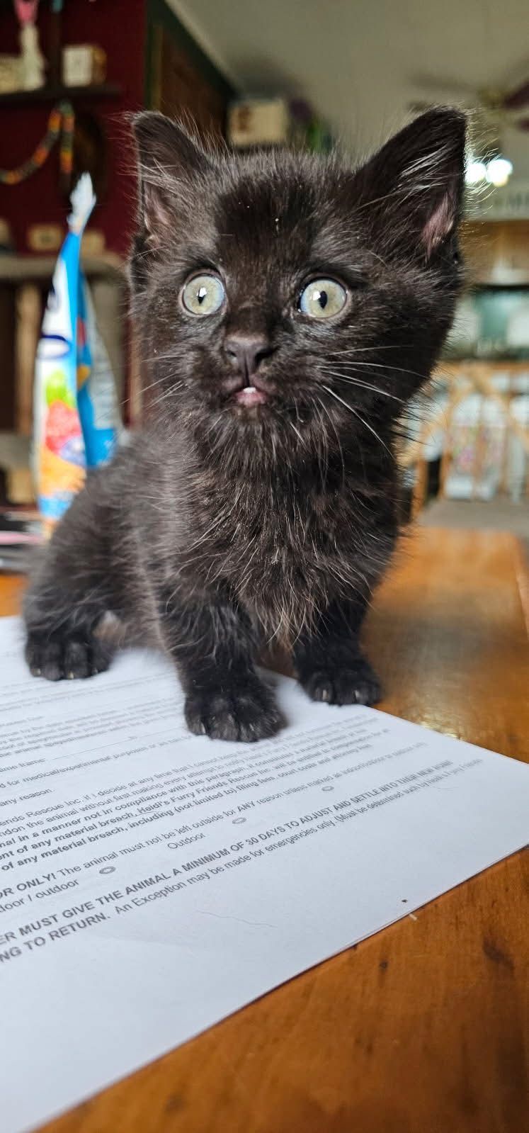 Heidi’s Furry Friends Rescue Inc