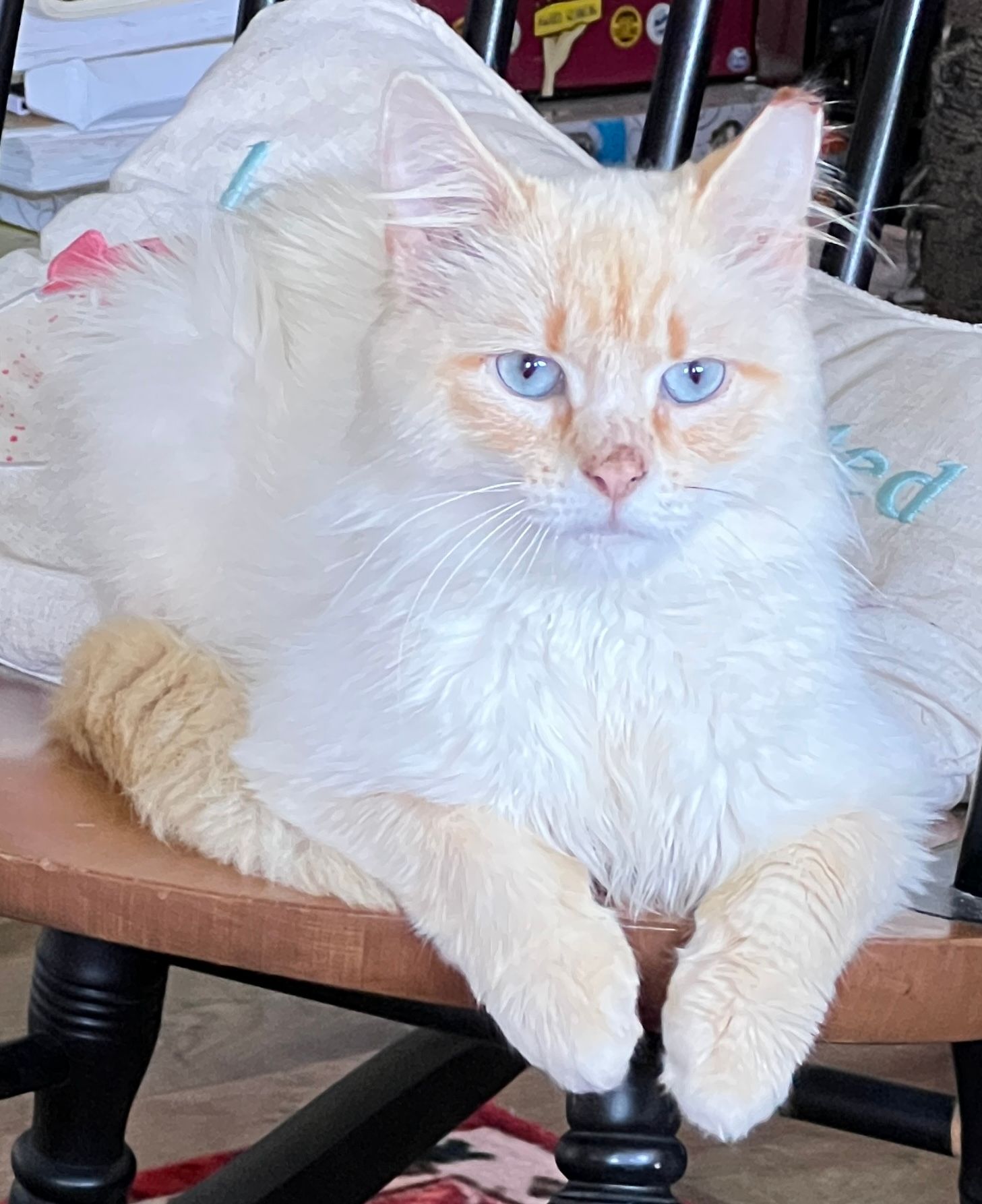 Heidi’s Furry Friends Rescue Inc