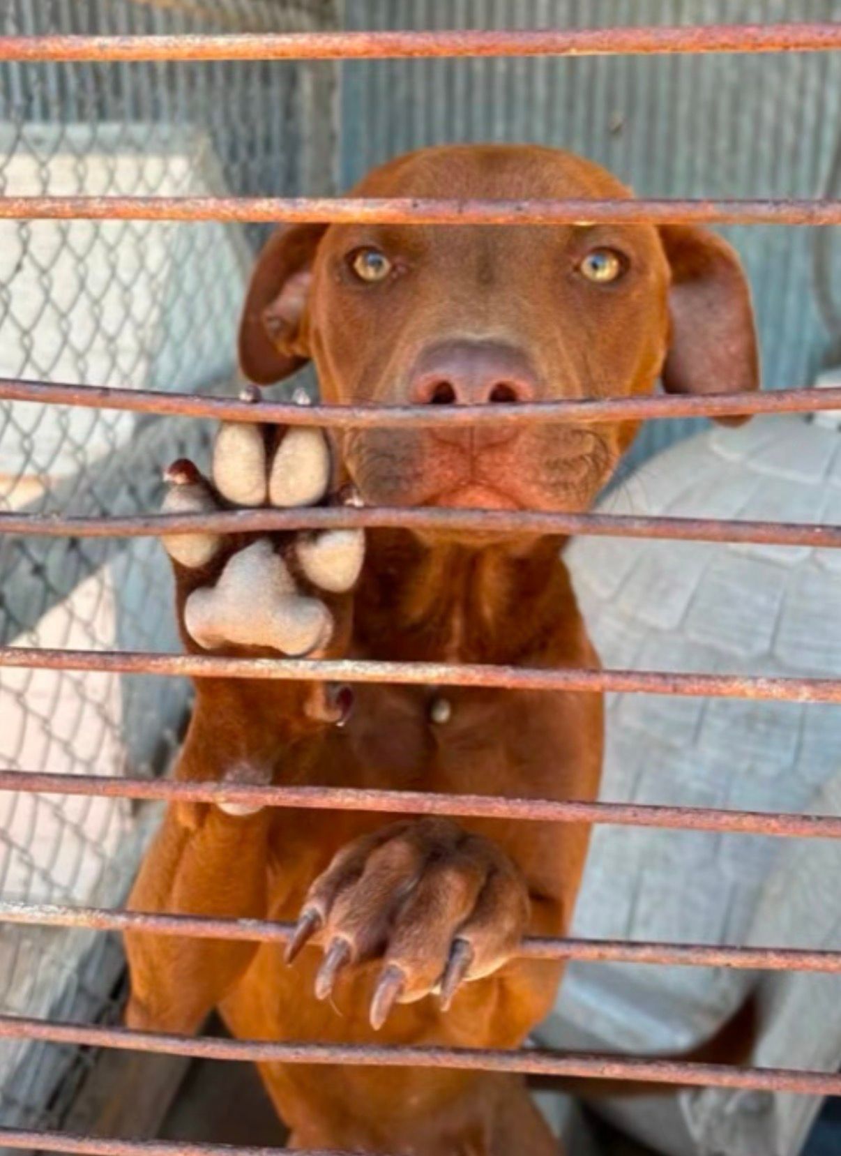 The Good Life Rescue