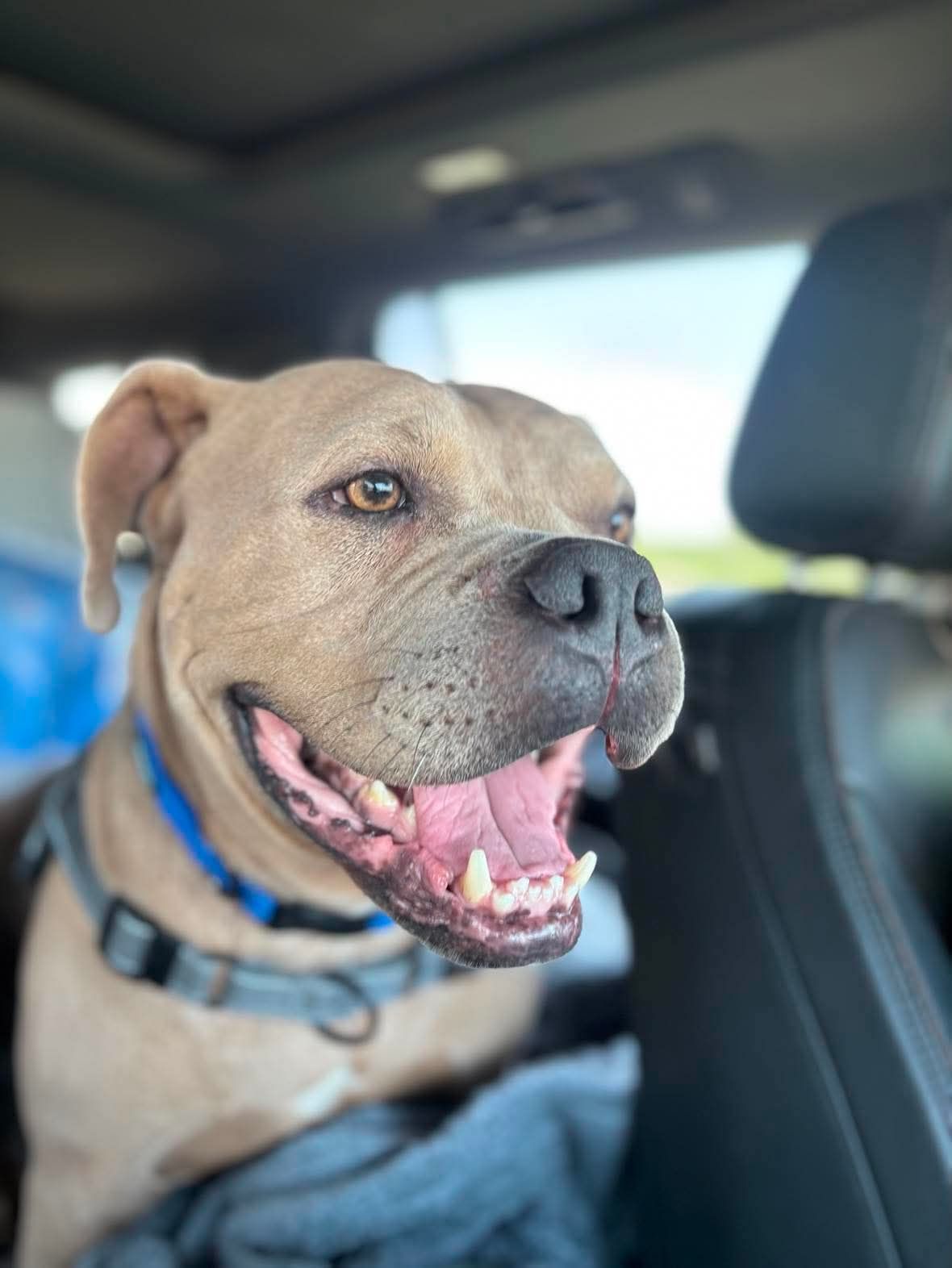 The Good Life Rescue