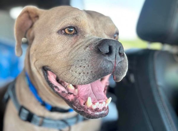 The Good Life Rescue