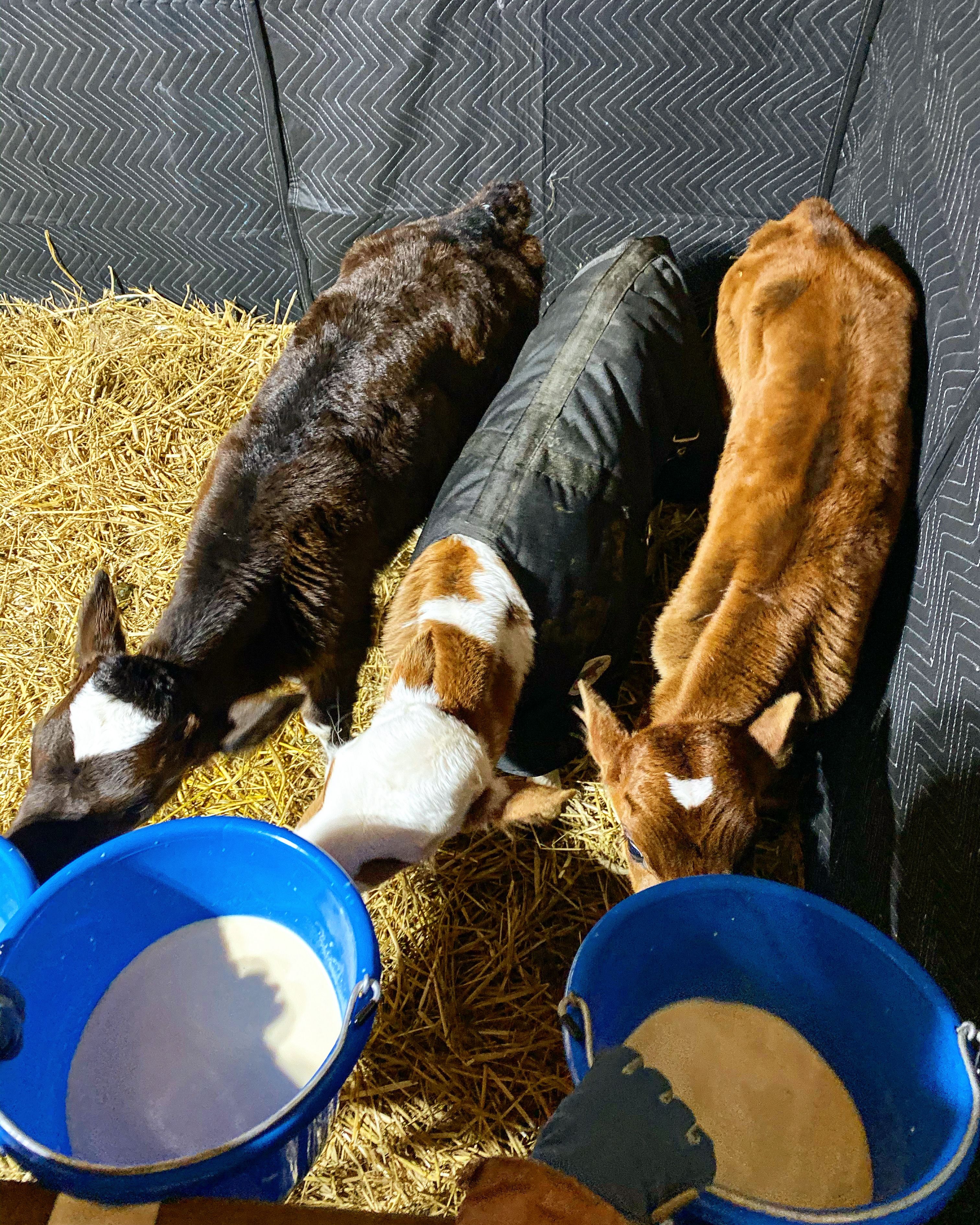 Garnsey's Feral Acres, Inc