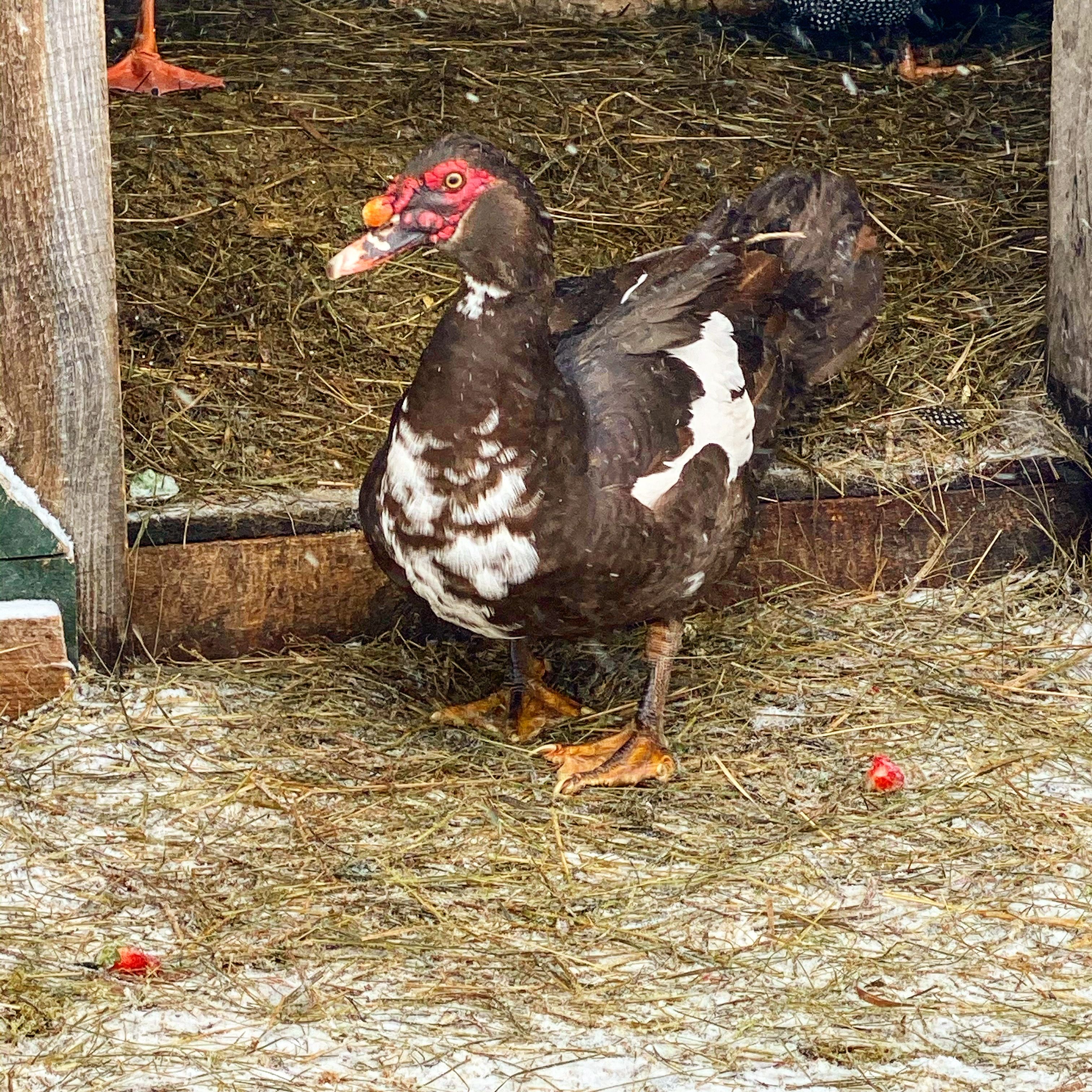 Garnsey's Feral Acres, Inc