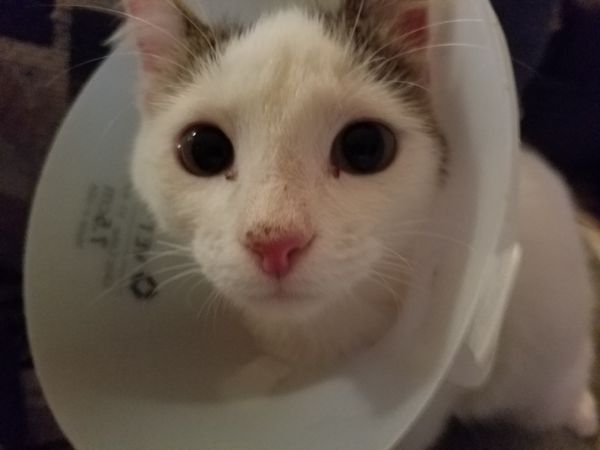 Chiricahua Humane Society