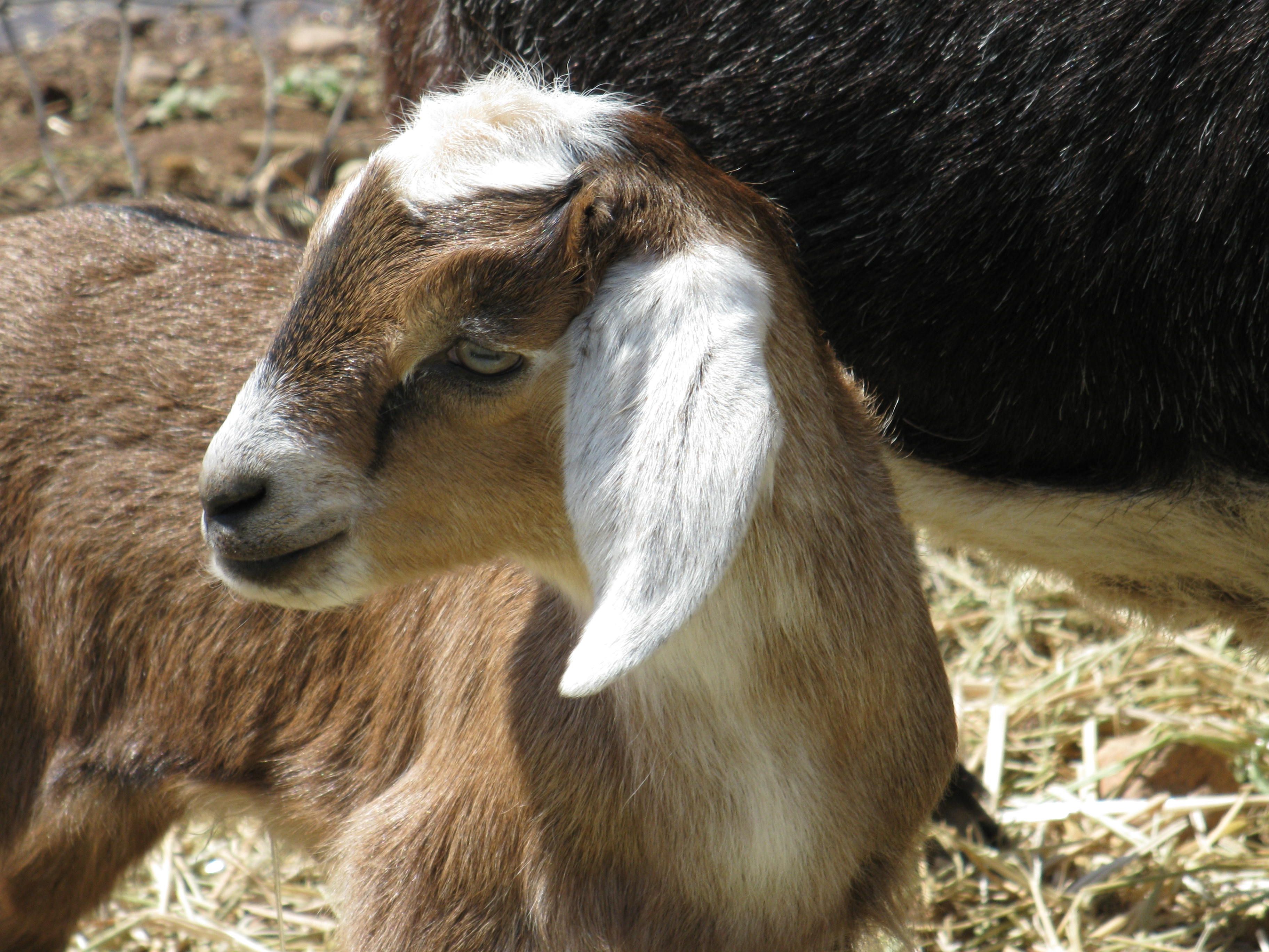 Chiricahua Humane Society