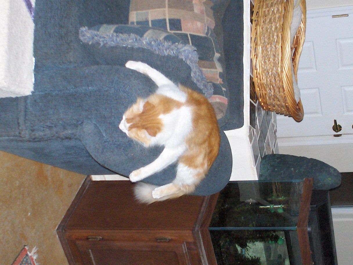 Chiricahua Humane Society