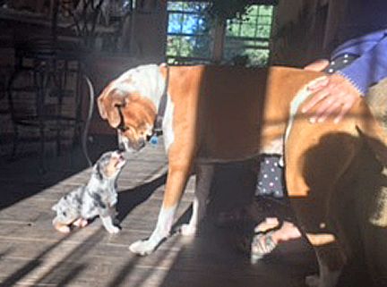 PranaDOGS Behavior & Rehabilitation Center