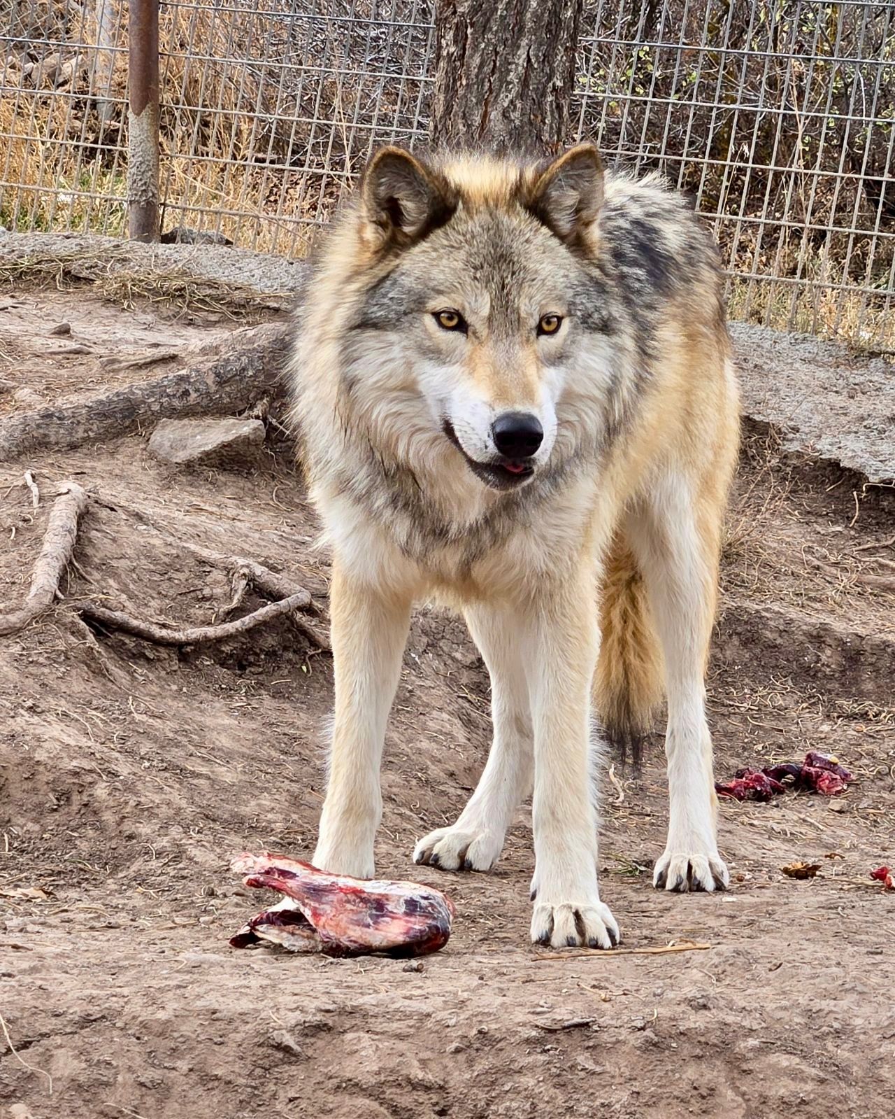 WolfWood Refuge