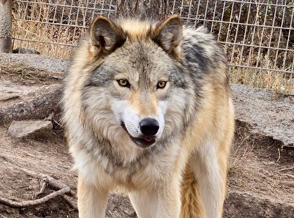 WolfWood Refuge