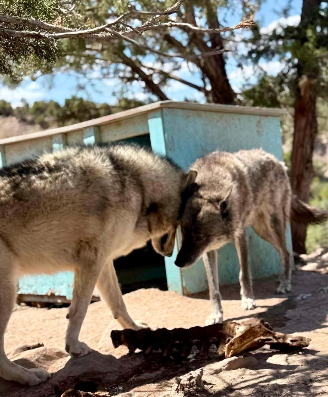 WolfWood Refuge