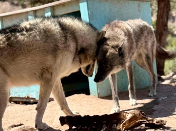 WolfWood Refuge