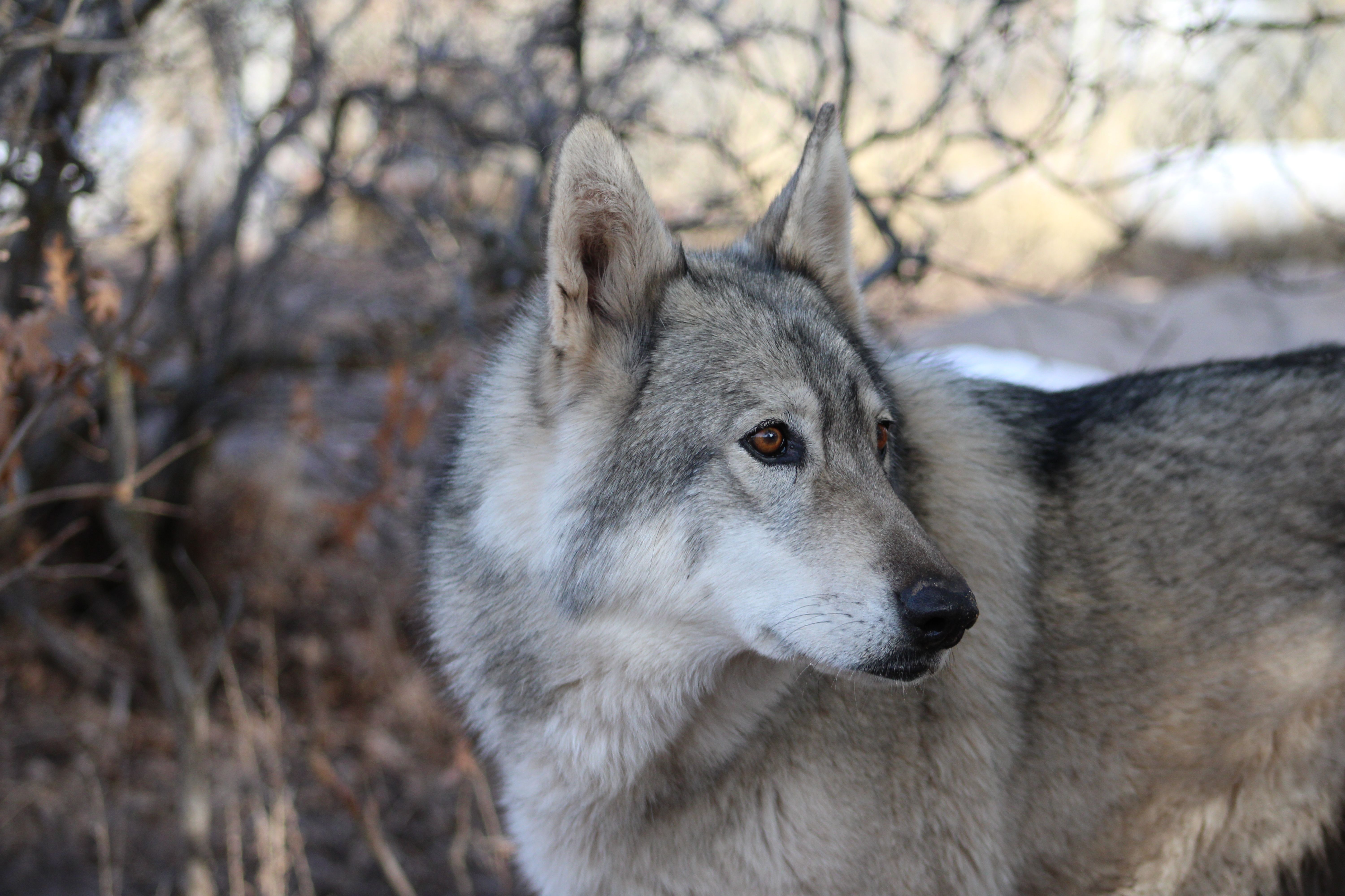 WolfWood Refuge