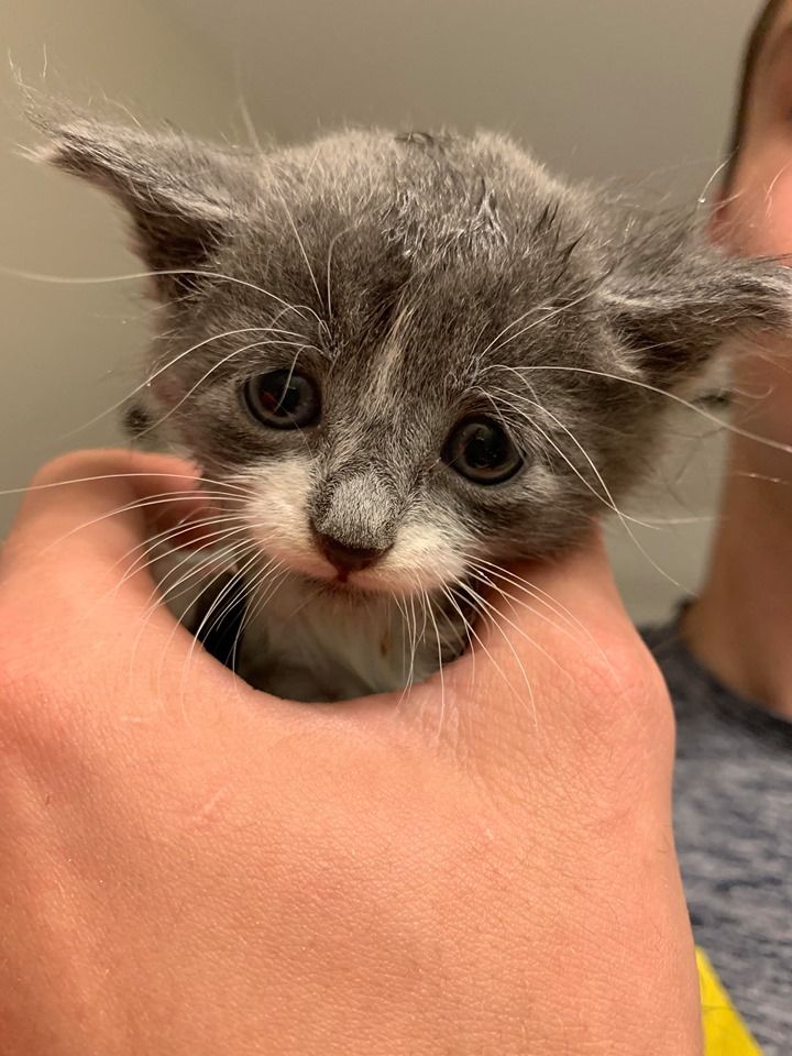 AC PAW - Antrim County Pet & Animal Watch