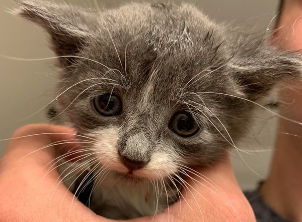 AC PAW - Antrim County Pet & Animal Watch