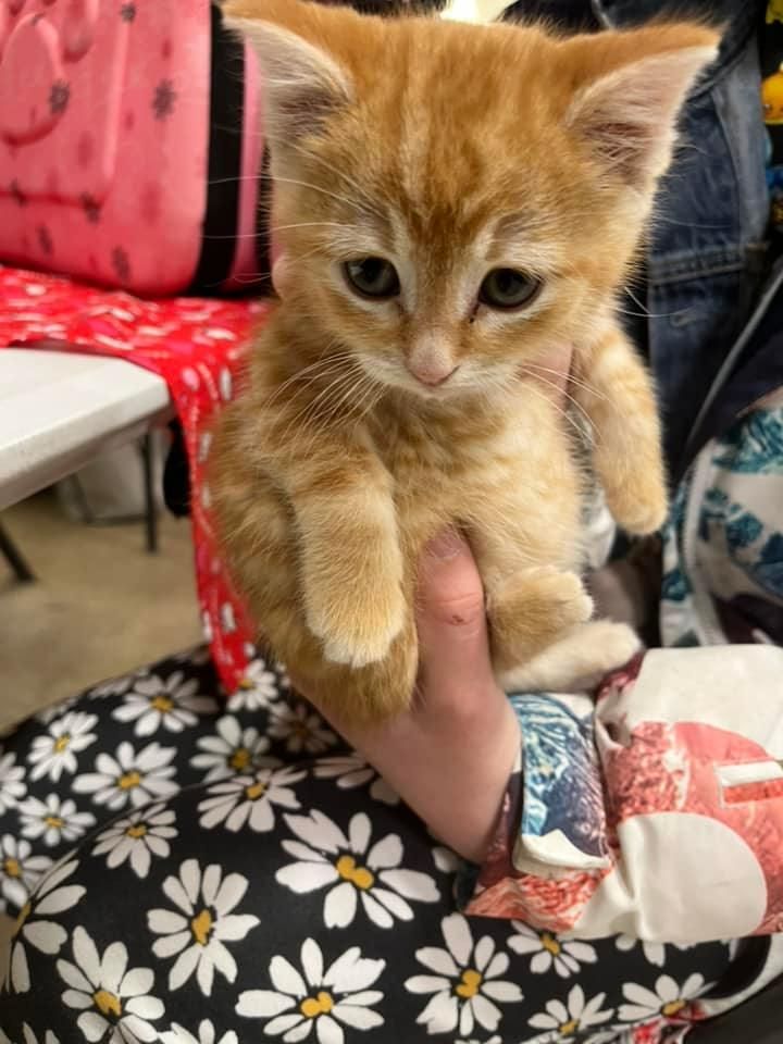 AC PAW - Antrim County Pet & Animal Watch