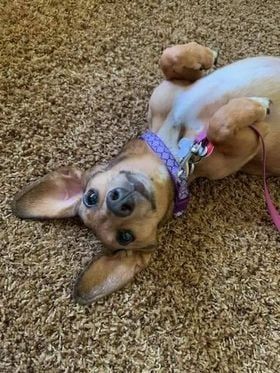 AC PAW - Antrim County Pet & Animal Watch