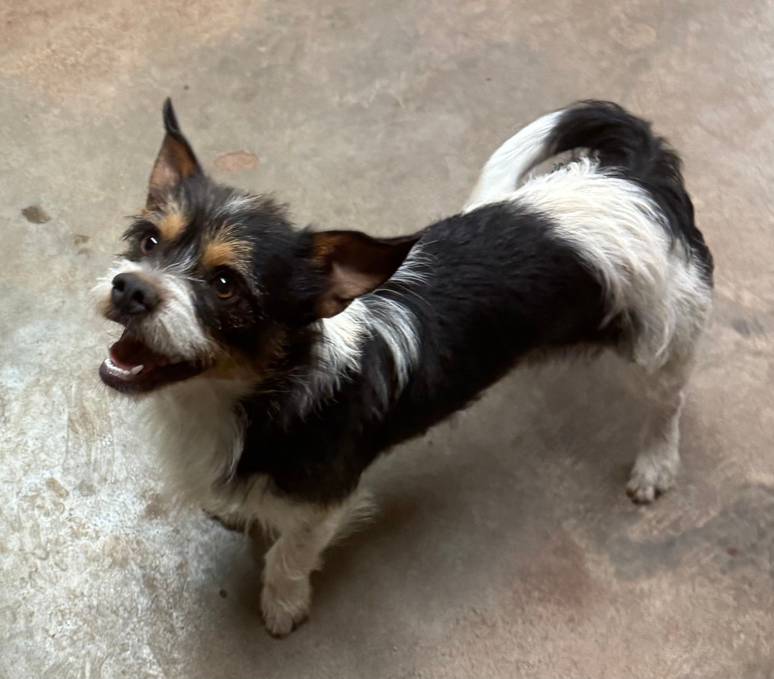 FURever Friends Fund