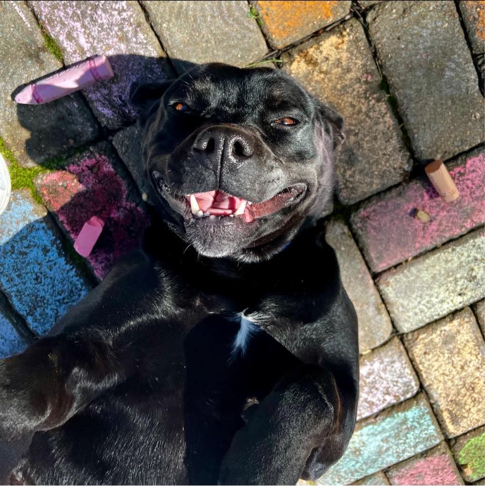 McCracken County Humane Society