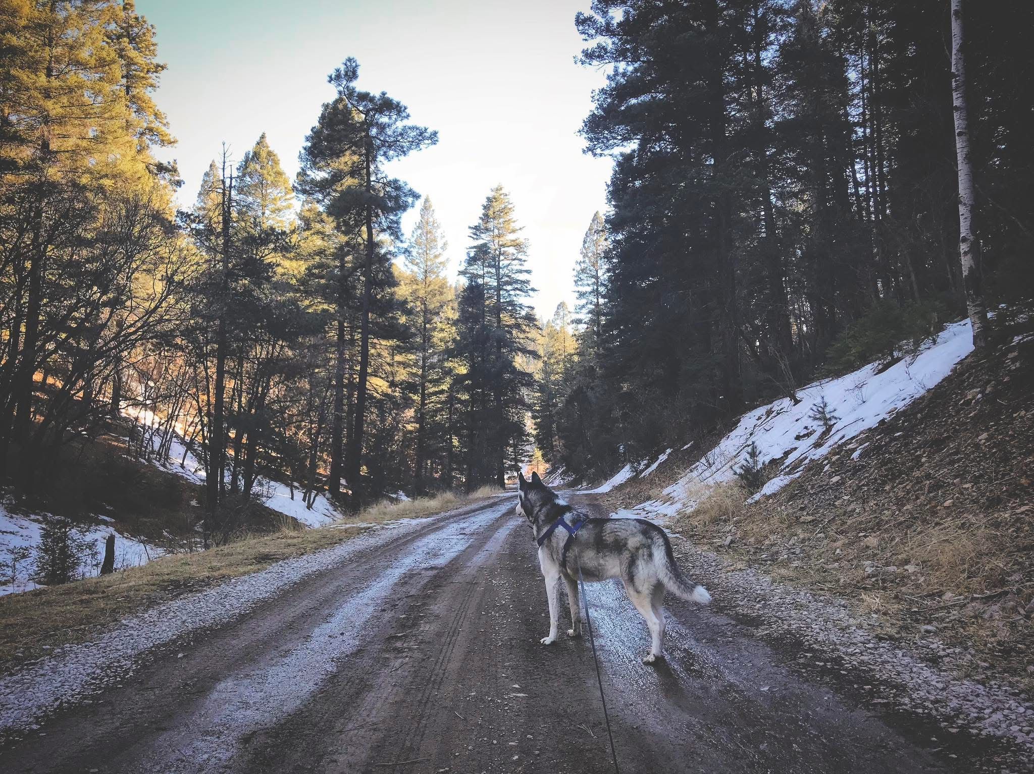 Life of Riley Dog Rescue