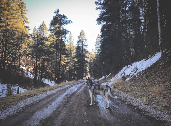 Life of Riley Dog Rescue