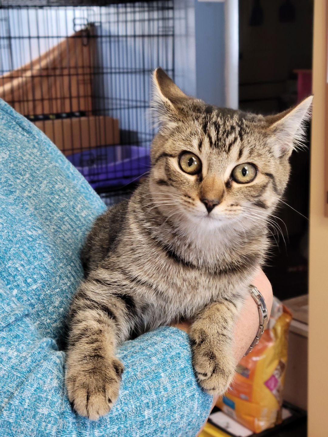 River Valley Animal Protection League