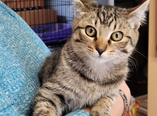 River Valley Animal Protection League