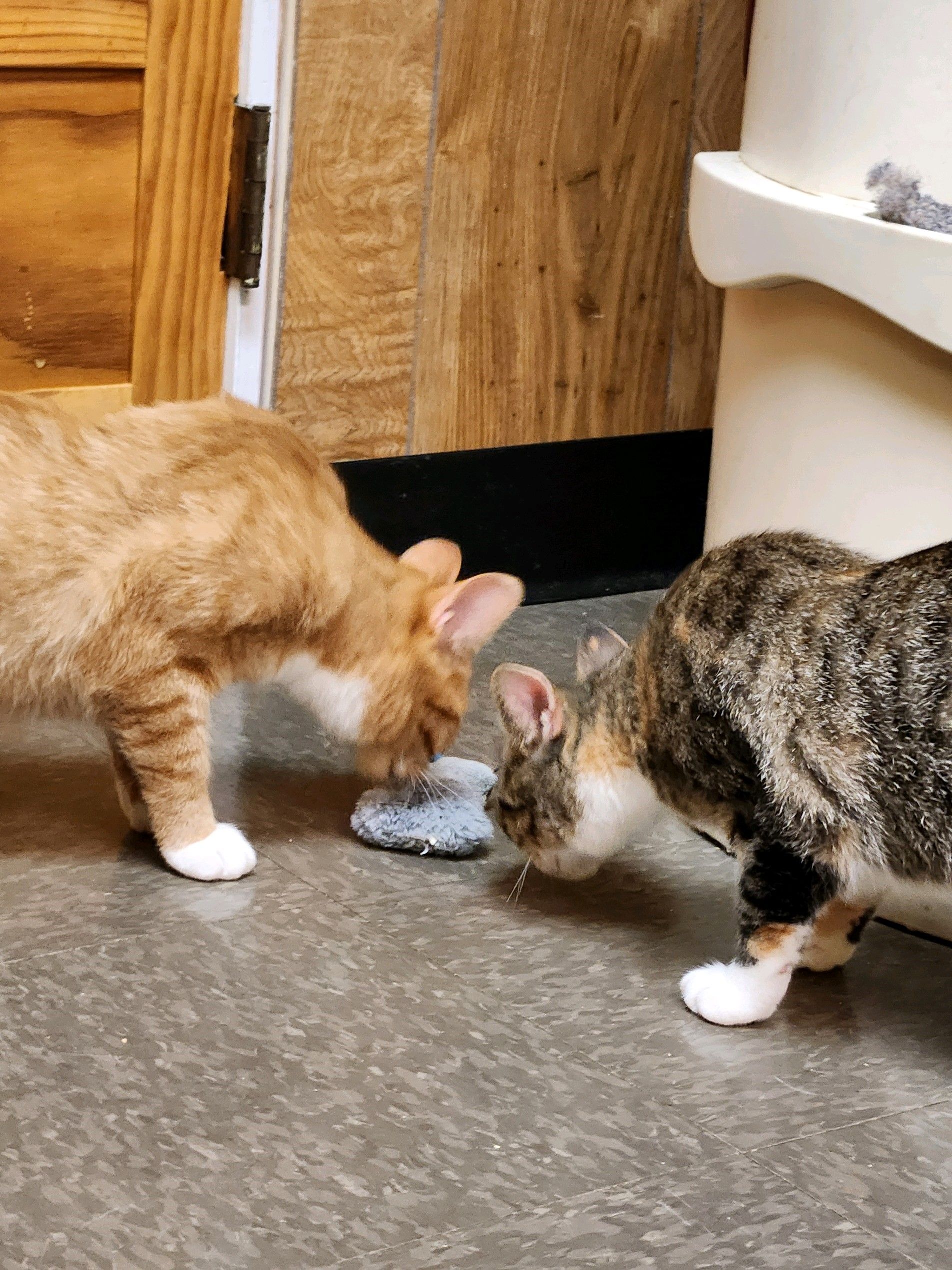 River Valley Animal Protection League