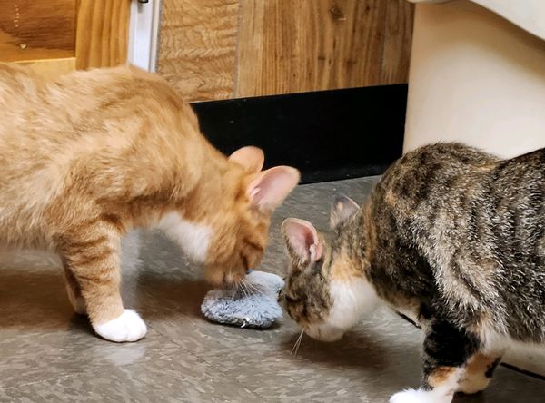 River Valley Animal Protection League