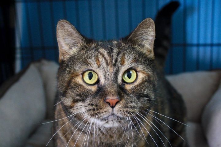 River Valley Animal Protection League