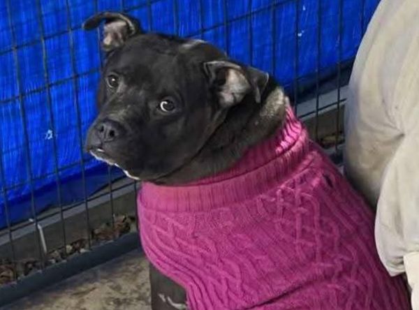 Jerry Ann Kirkland Rescue