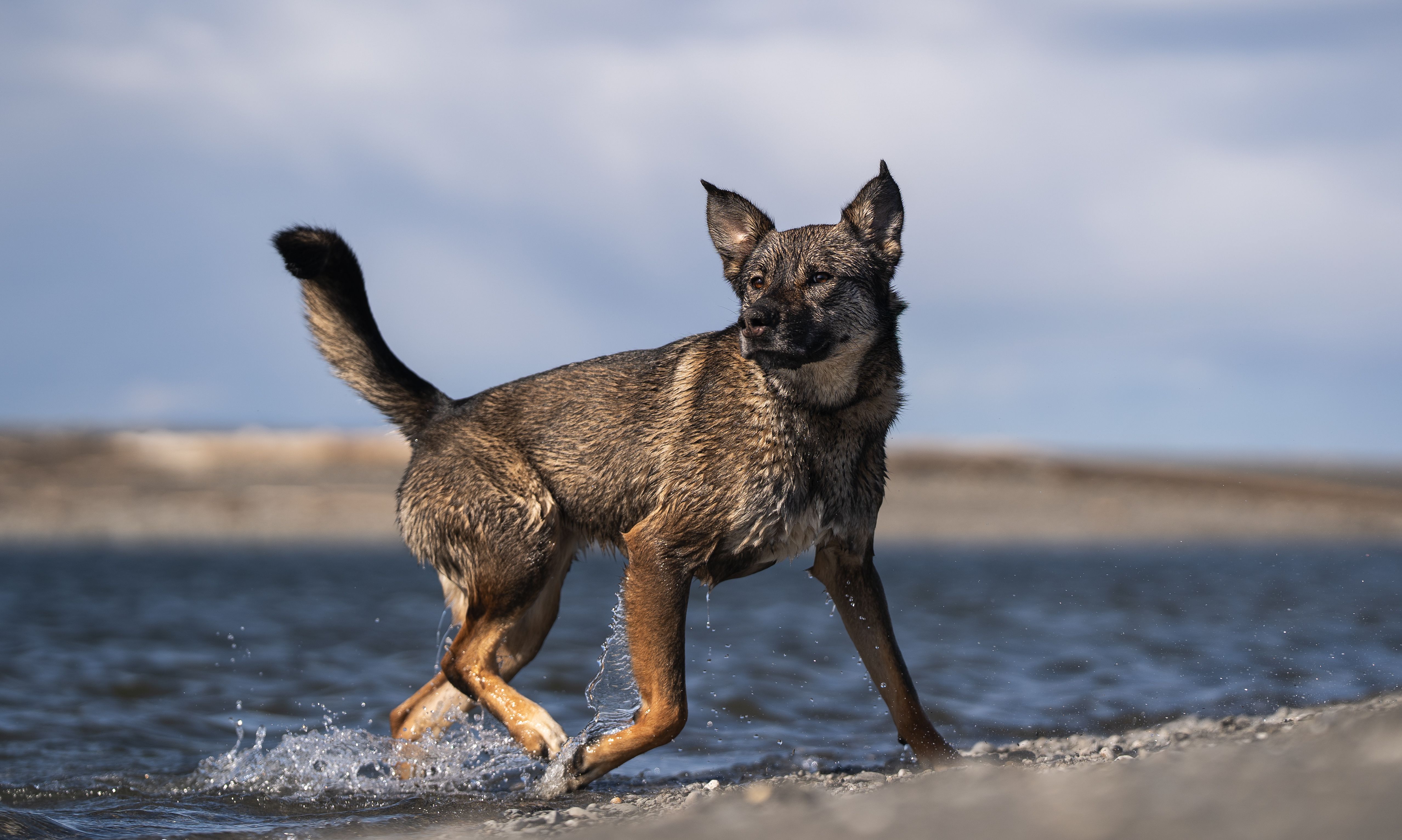 Rise Rescue Alliance