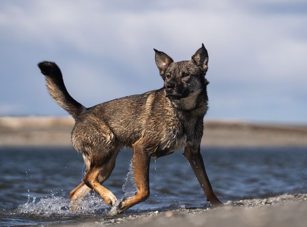 Rise Rescue Alliance