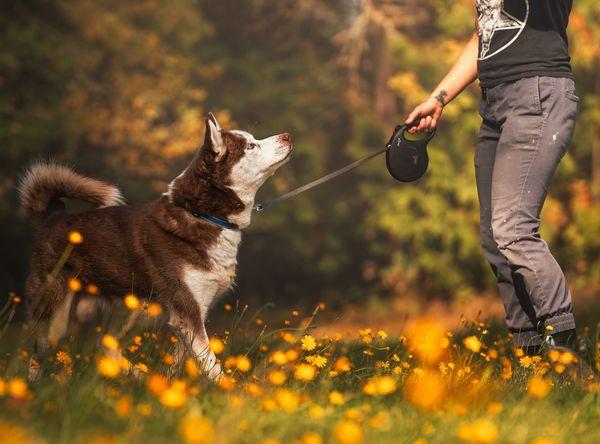 Rise Rescue Alliance