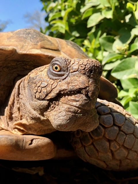 Joshua Tree Reptile Haven