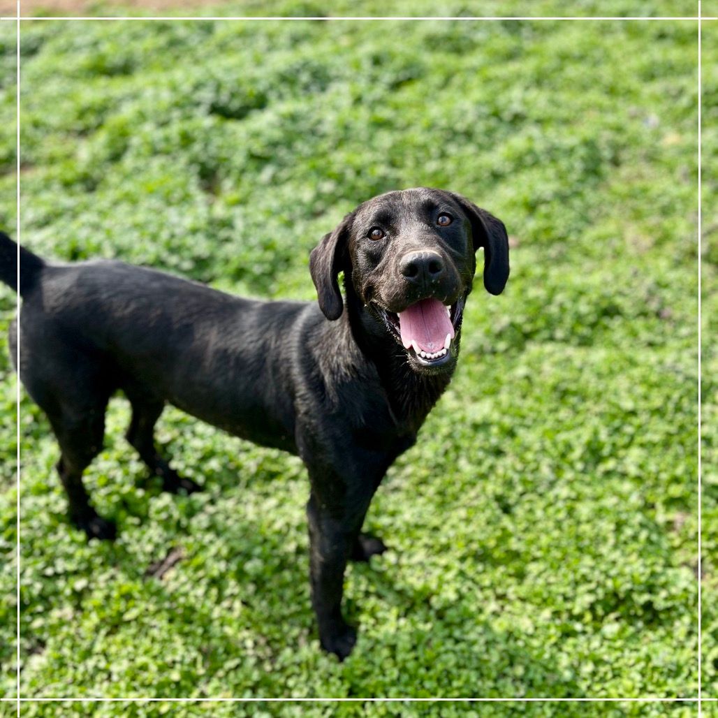 Needy Paws Animal Shelter/River Valley Humane Society