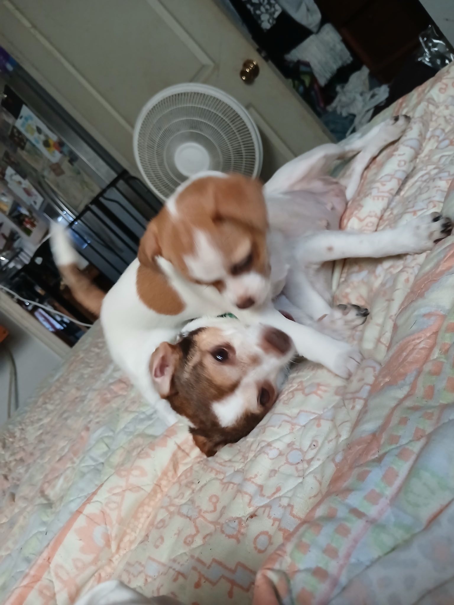 Searcy County Humane Society