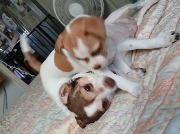 Searcy County Humane Society