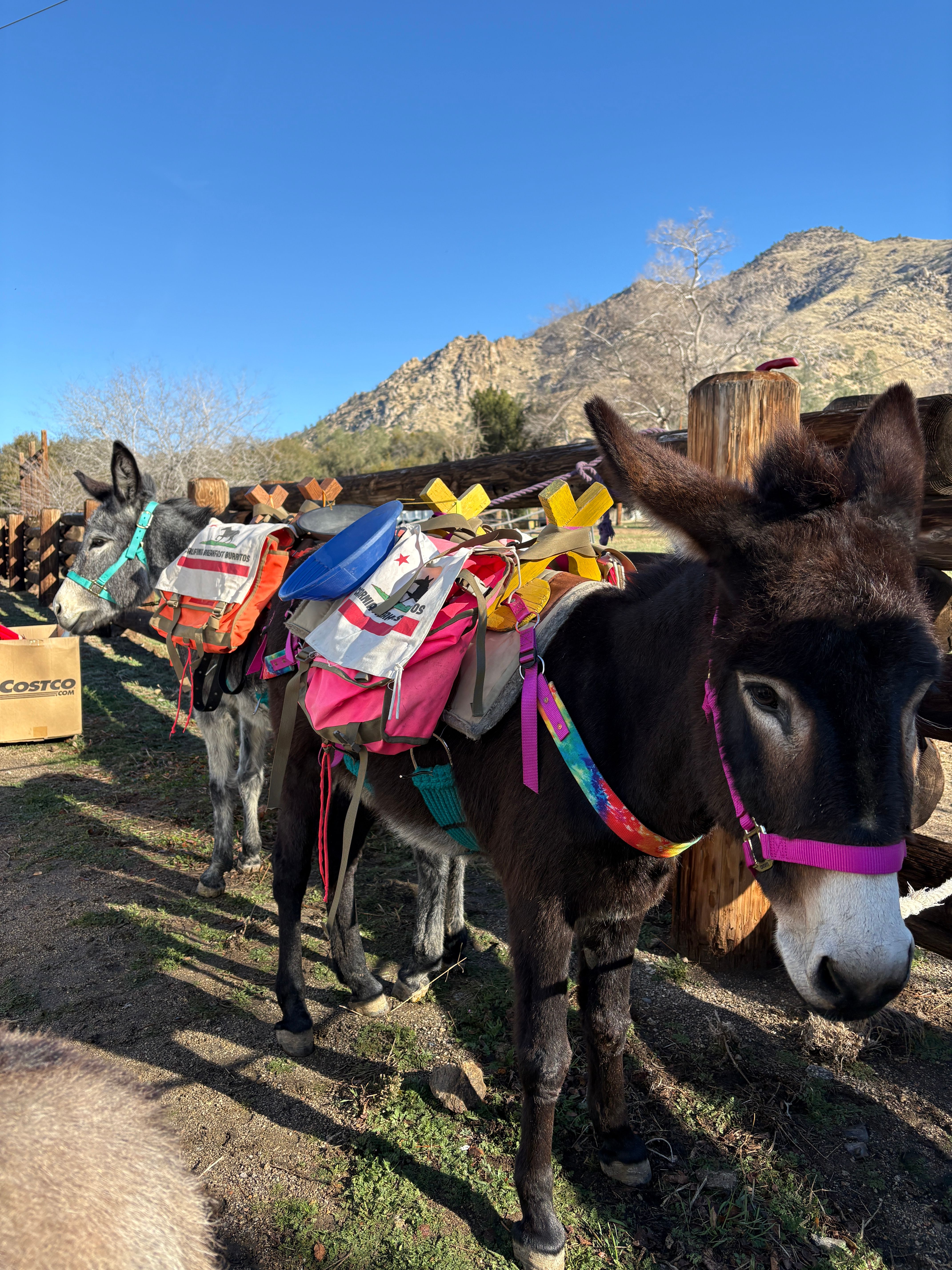 California Breakfast Burritos