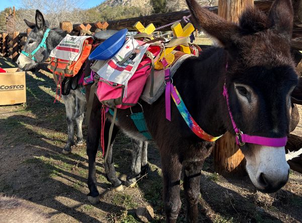 California Breakfast Burritos