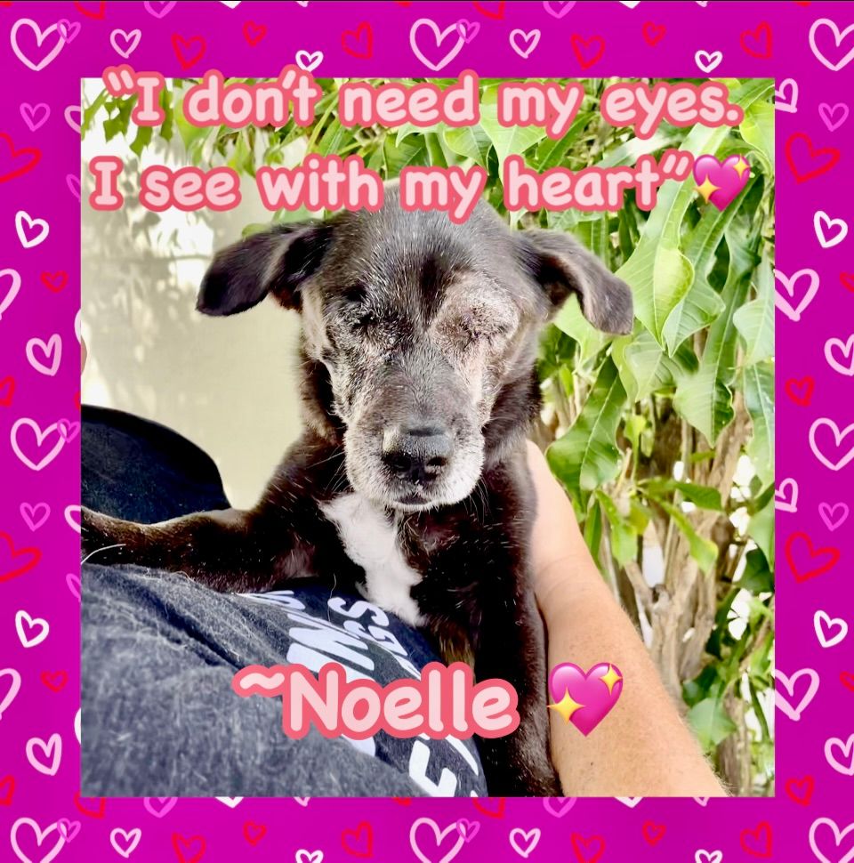 Payton's Promise Sanctuary