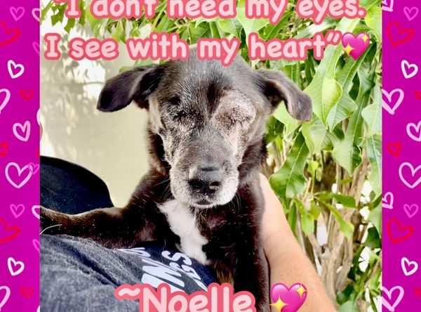 Payton's Promise Sanctuary