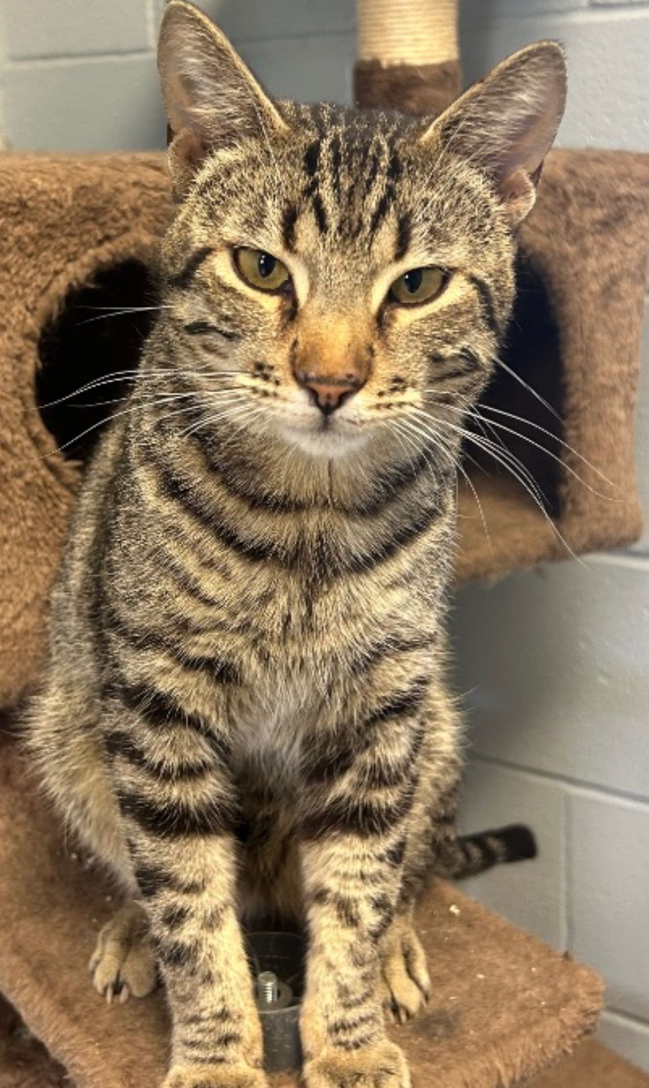 Leflore County Humane Society