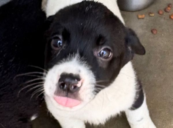 Leflore County Humane Society